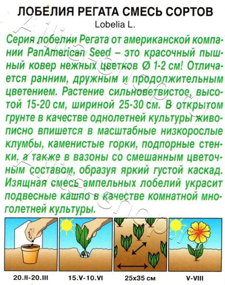 Лобелия Регата ампельная, смесь окрасок 3шт