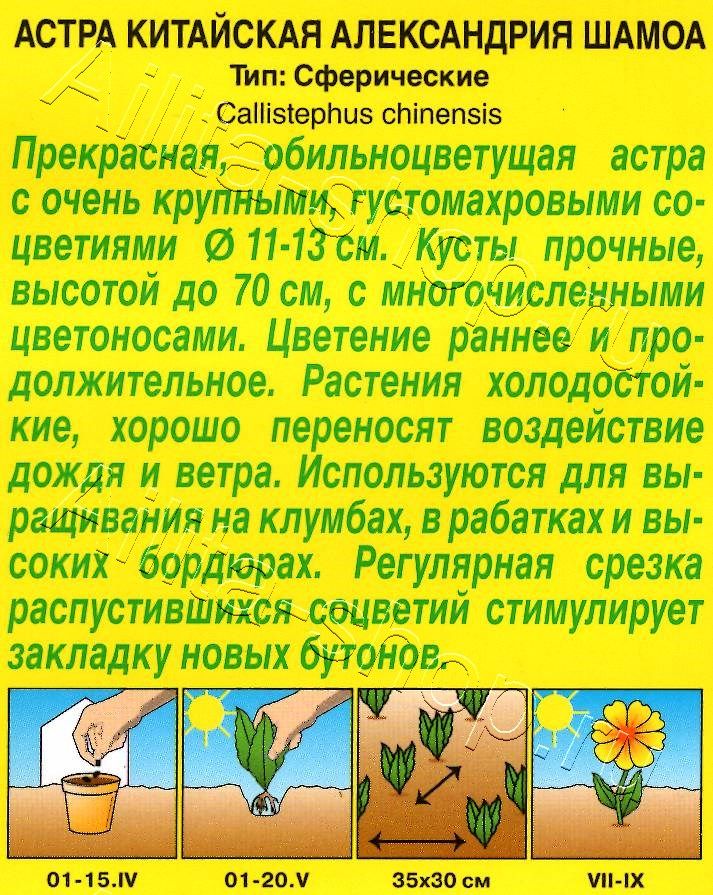 Астра Александрия шамоа 0,1г