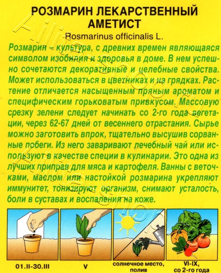 Розмарин Аметист 20шт