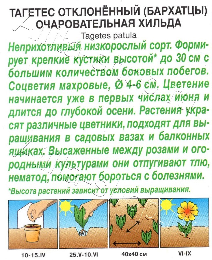 Бархатцы Очаровательная Хильда отклоненные 0,3г