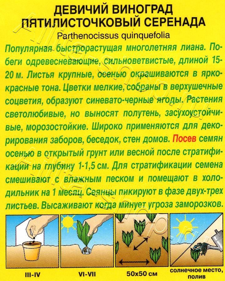 Девичий виноград Серенада 10шт