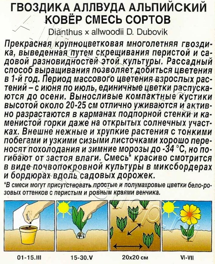 Гвоздика аллвуда Альпийский ковёр, смесь сортов 0,05г