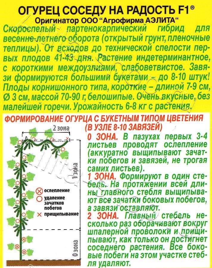 Огурец Соседу на радость F1 10шт