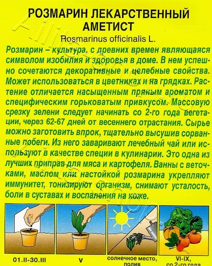 Розмарин Аметист 20шт