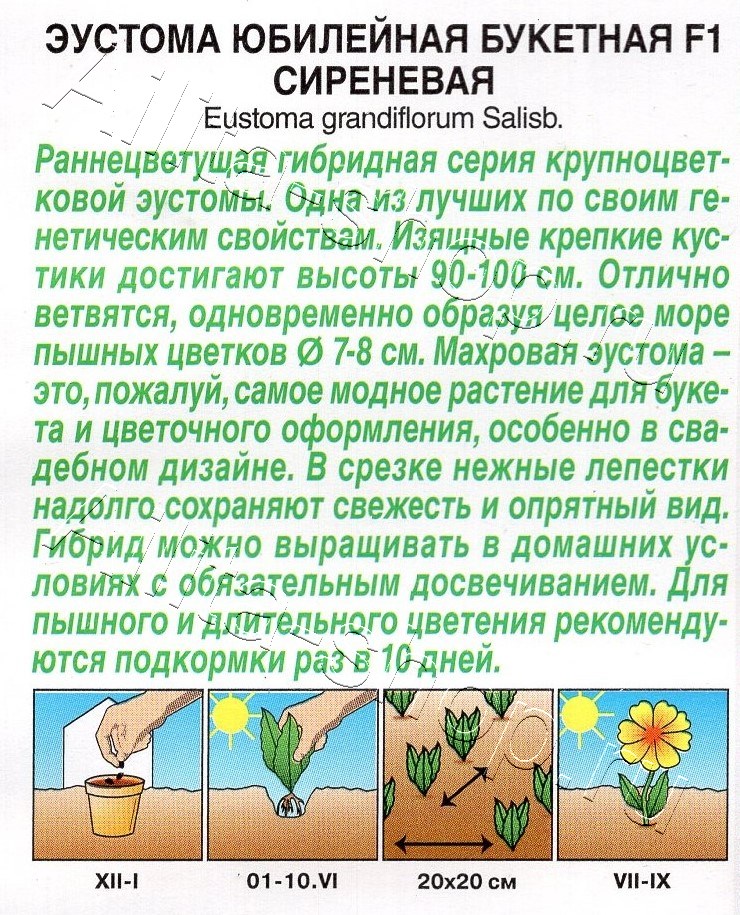 Эустома Юбилейная букетная F1 махровая сиреневая 5шт