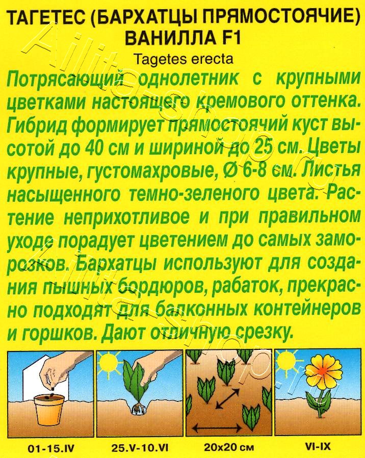 Бархатцы Ванилла F1 прямостоячие 7шт