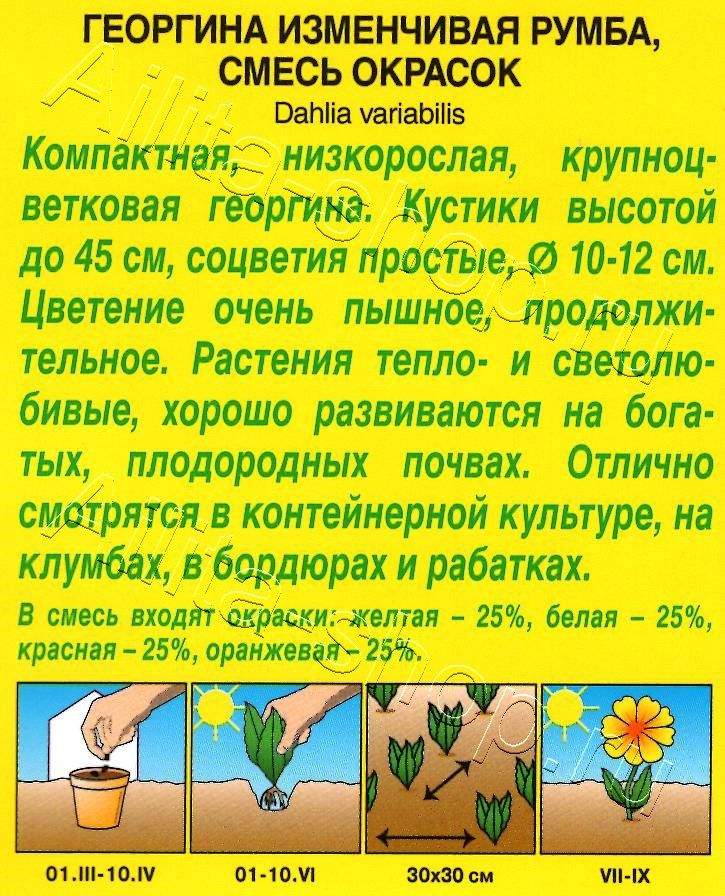 Георгина Румба, смесь окрасок 0,3г