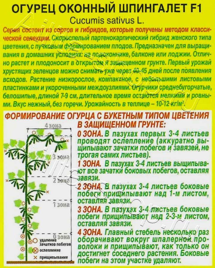 Огурец Оконный шпингалет F1 5шт
