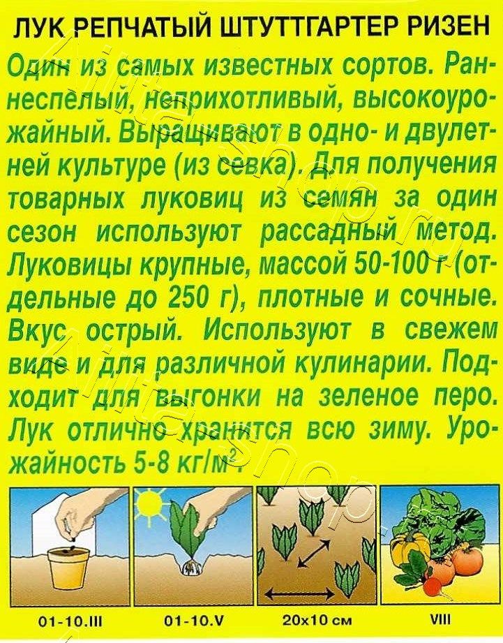 Лук репчатый Штуттгартер ризен 1г