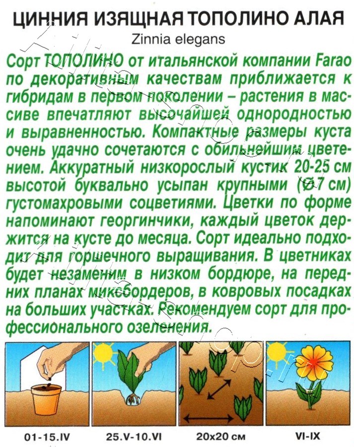 Цинния Тополино алая 12шт