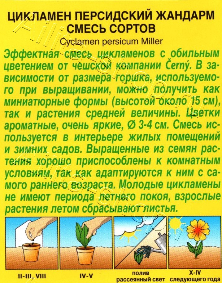 Цикламен персидский Жандарм, смесь 3шт