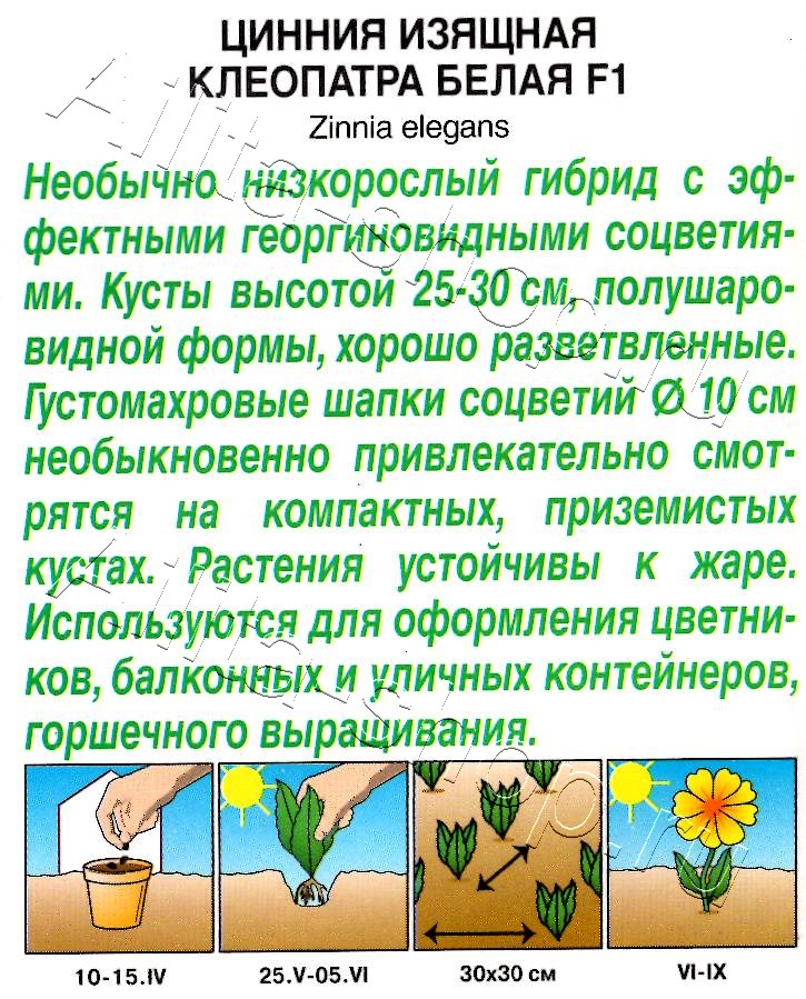 Цинния Клеопатра F1 белая 12шт