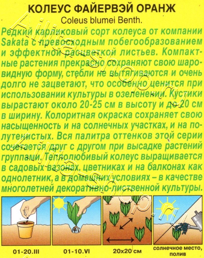 Колеус Файервэй оранж 5шт