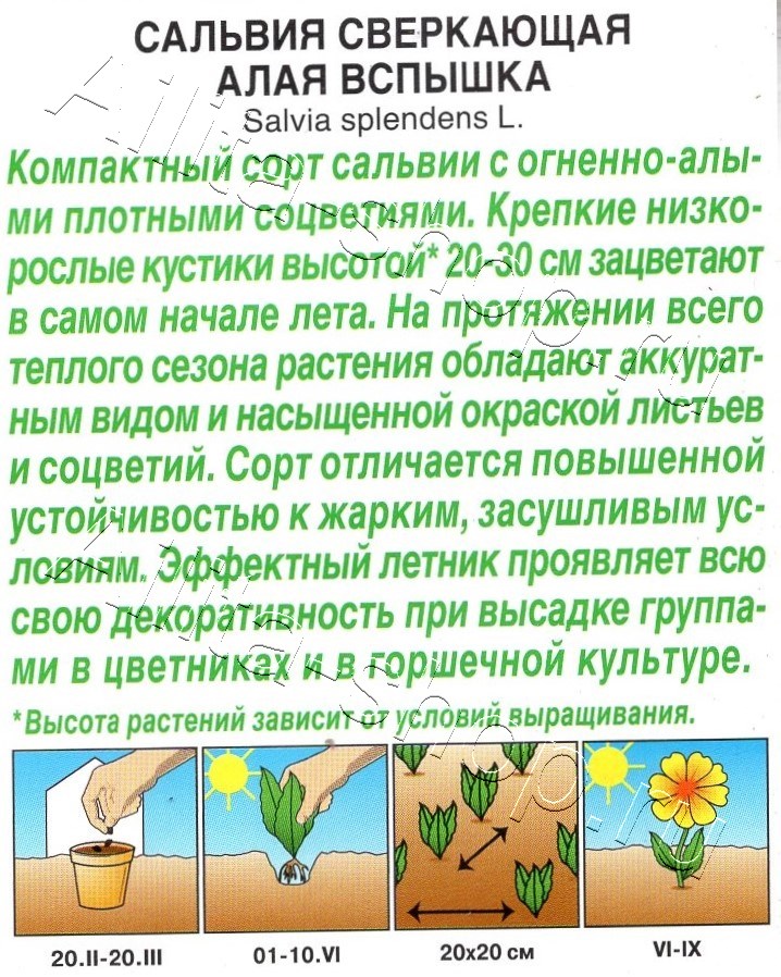 Сальвия сверкающая Алая вспышка 0,05г