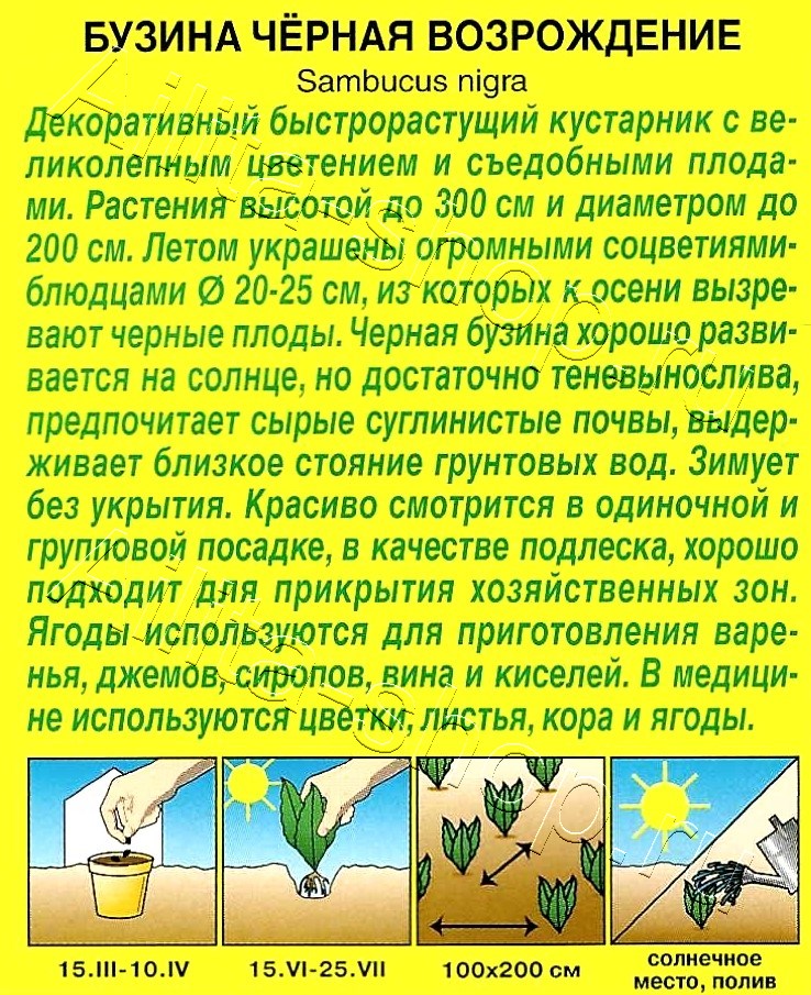 Бузина черная Возрождение 0,5г