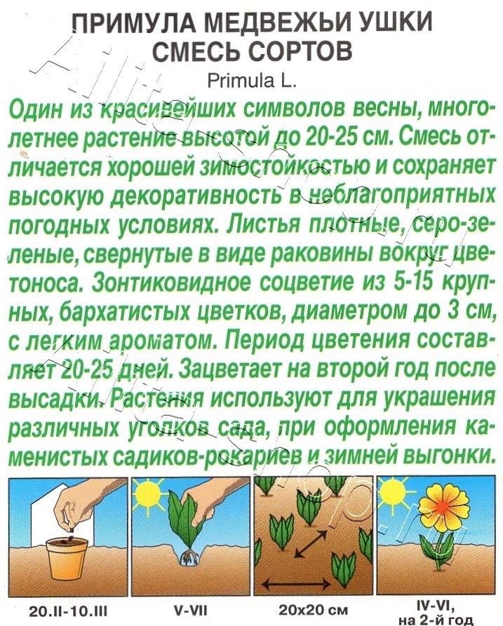 Примула Медвежьи ушки, смесь сортов 0,02г