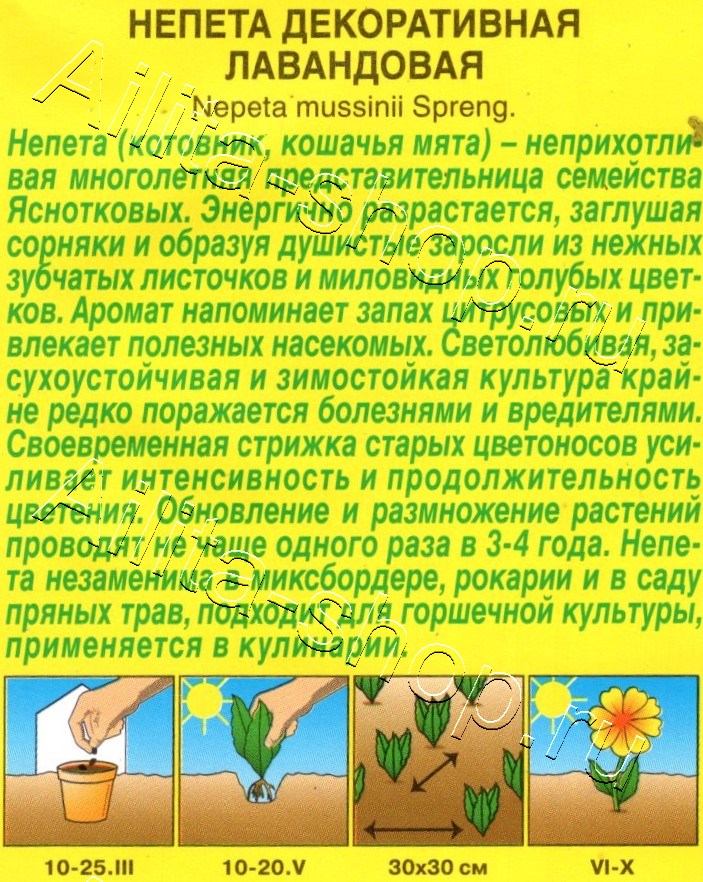 Непета декоративная Лавандовая 0,1г