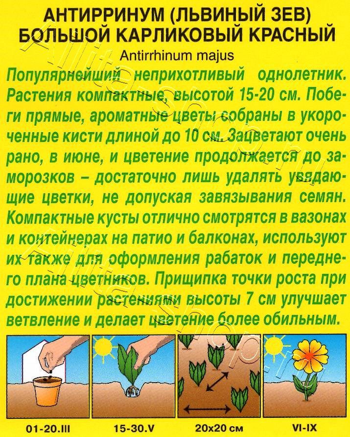 Львиный зев карликовый красный 10шт