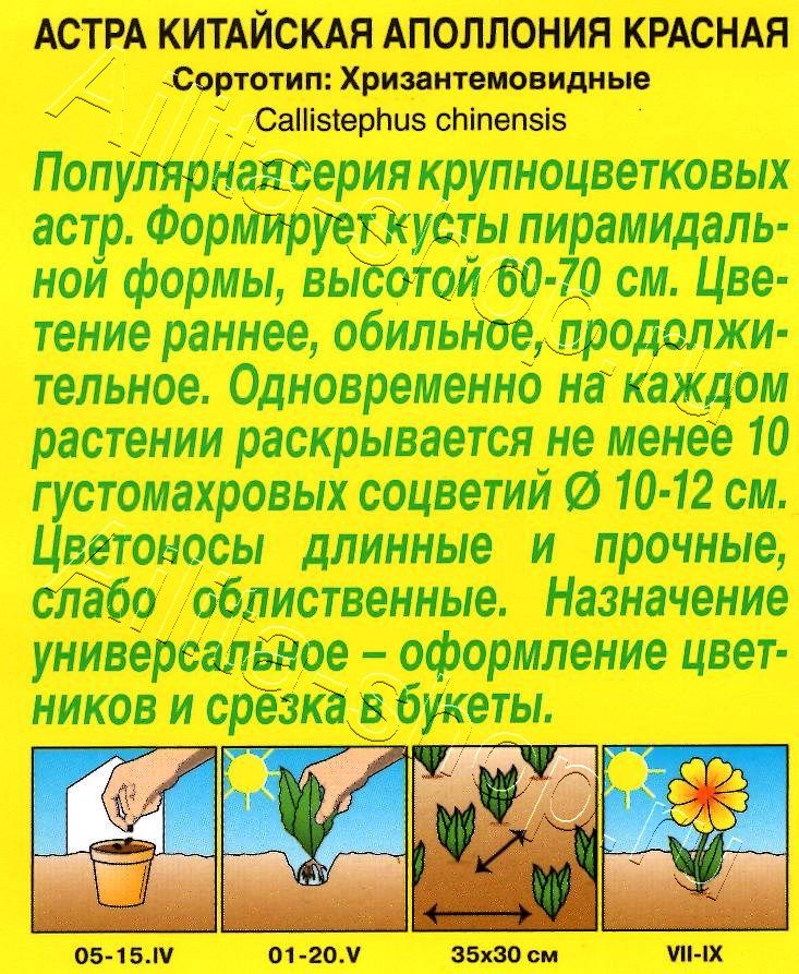 Астра Аполлония красная 0,2г