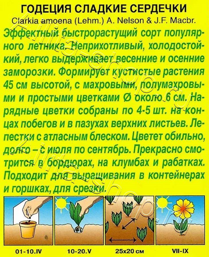 Годеция Сладкие сердечки махровая 0,05г