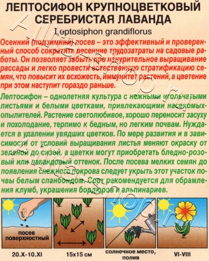 Лептосифон Серебристая лаванда 0,05г