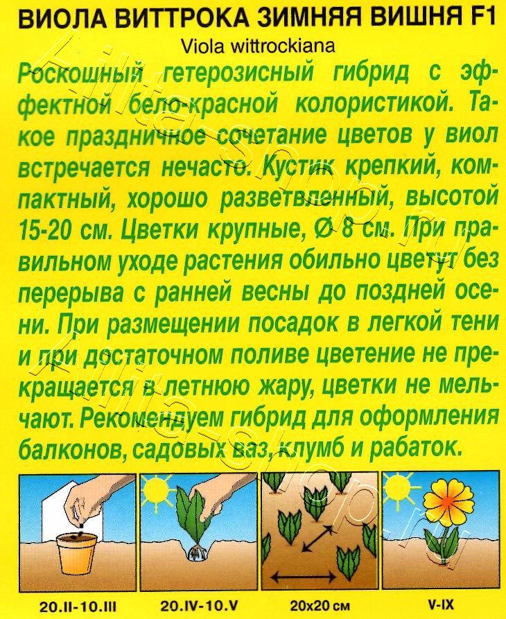 Виола Зимняя вишня F1 7шт