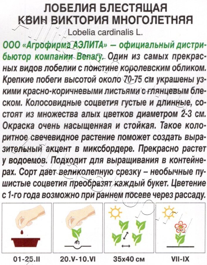 Лобелия многолетняя Квин Виктория 7шт