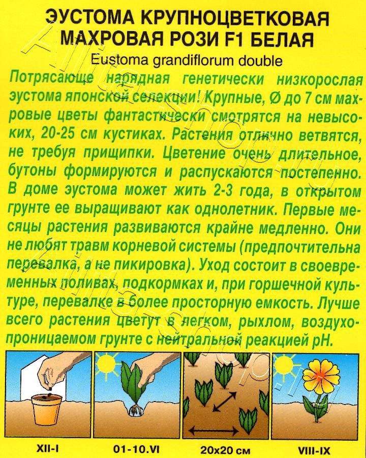 Эустома Рози F1 белая крупноцветковая махровая 5шт
