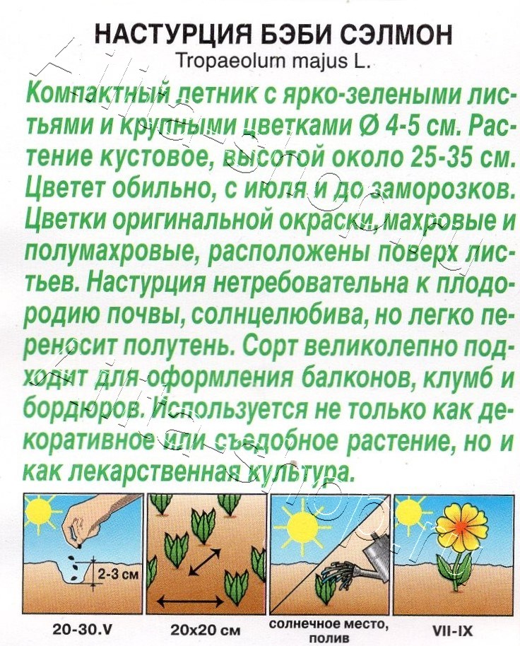 Настурция Бэби сэлмон 1г