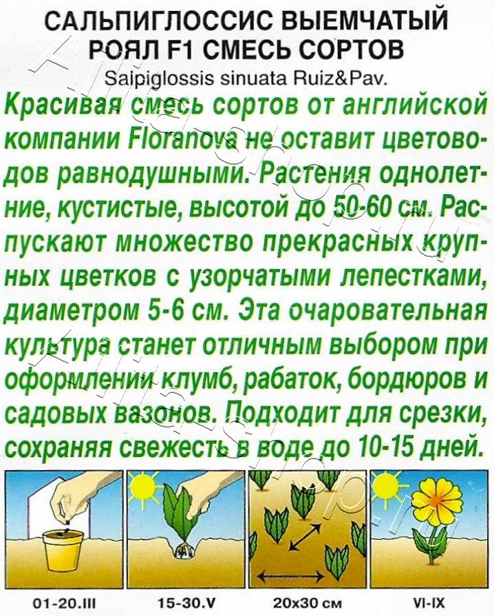 Сальпиглоссис Роял F1, смесь сортов 5шт