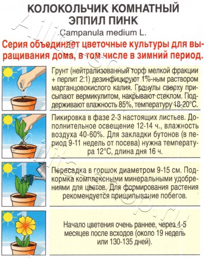 Колокольчик комнатный Эппил пинк 3шт