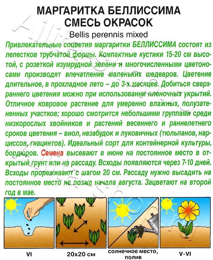 Маргаритка Беллиссима, смесь окрасок 7шт