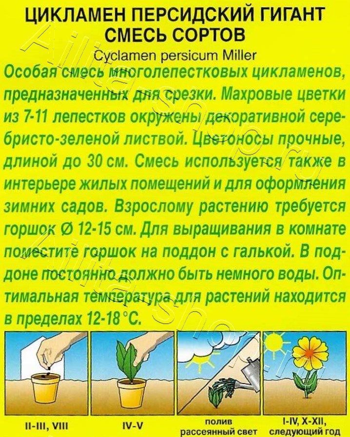 Цикламен персидский Гигант, смесь окрасок 3шт