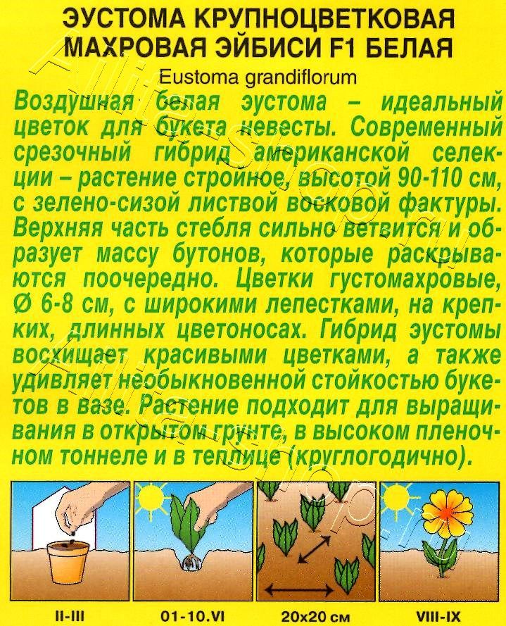 Эустома Эйбиси F1 белая крупноцветковая махровая 5шт