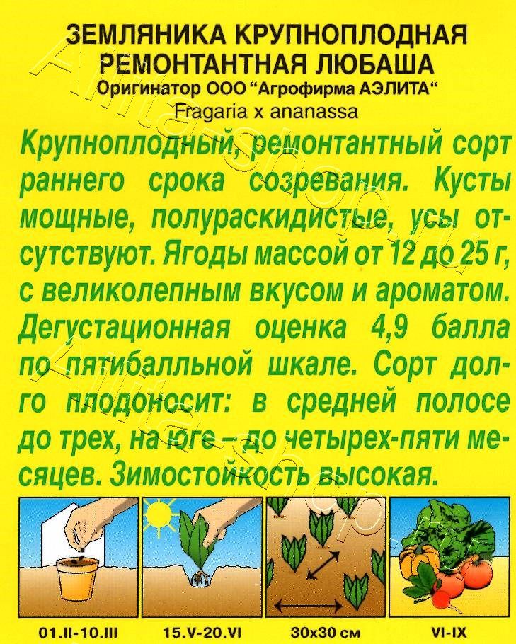 Земляника ремонтантная крупноплодная Любаша 10шт