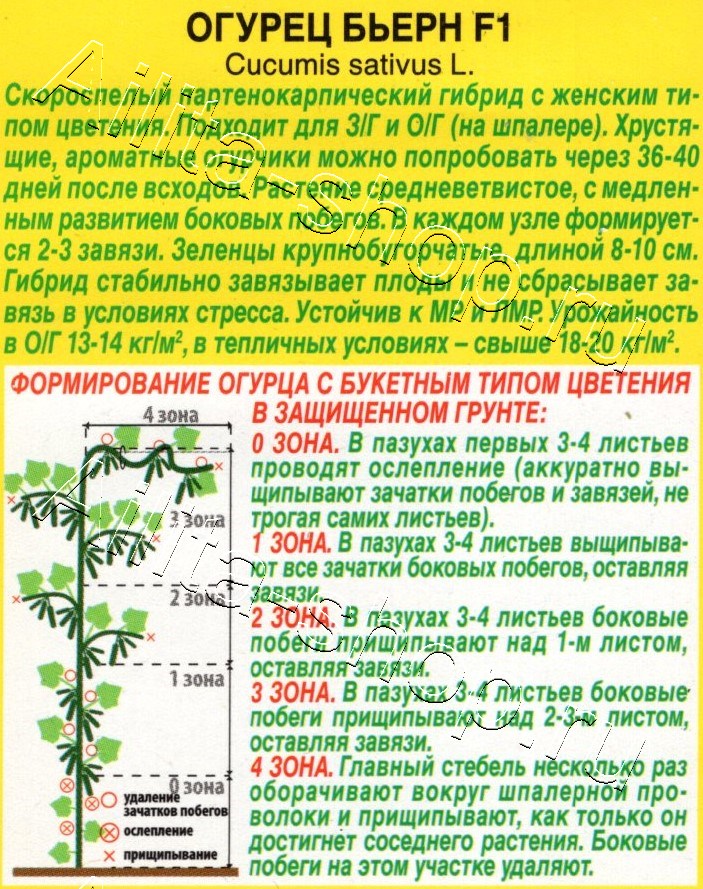 Огурец Бьерн F1 5шт