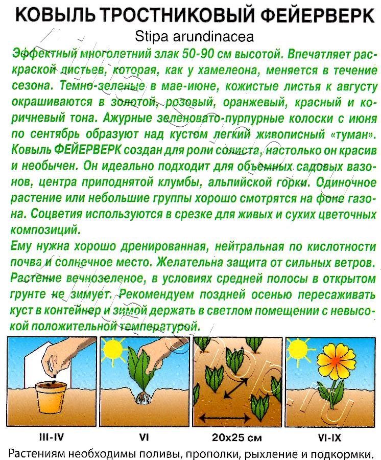 Ковыль Фейерверк 5шт