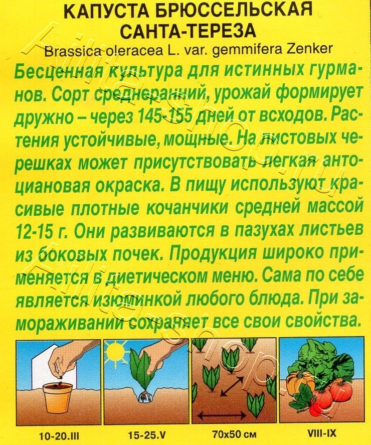 Капуста брюссельская Санта-Тереза 0,3г