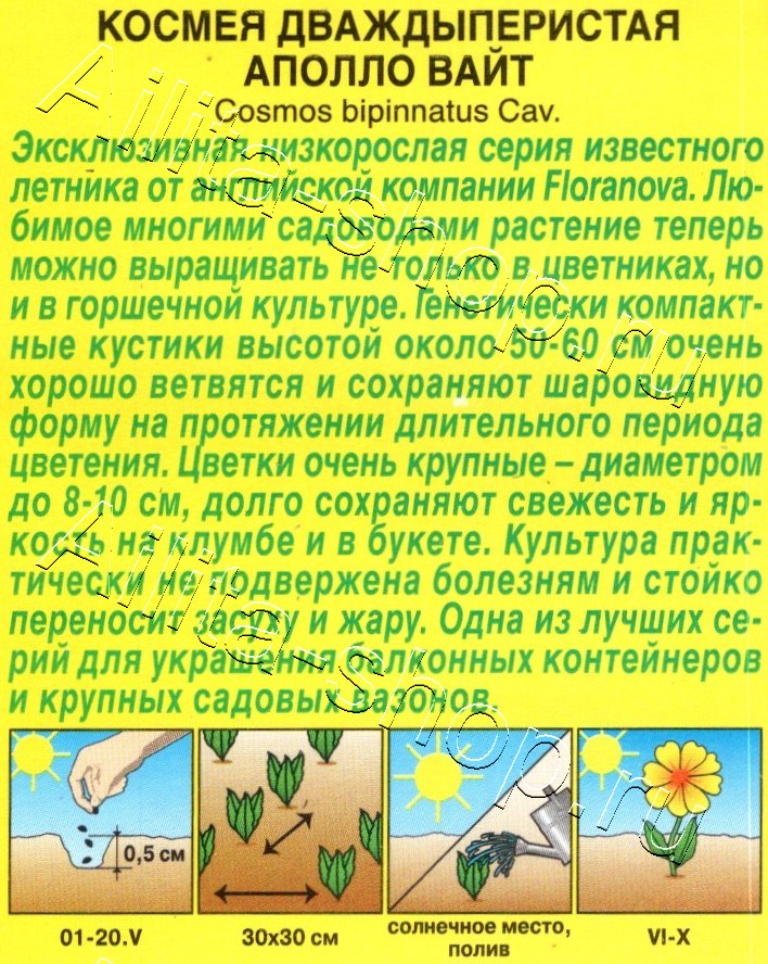 Космея Аполло вайт 5шт