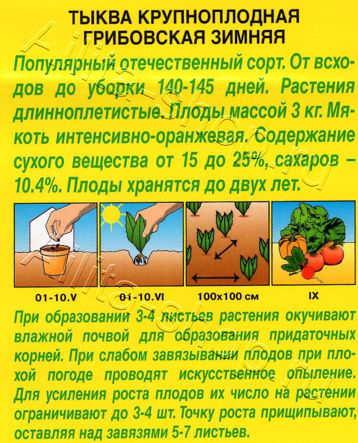 Тыква крупноплодная Грибовская зимняя 2г