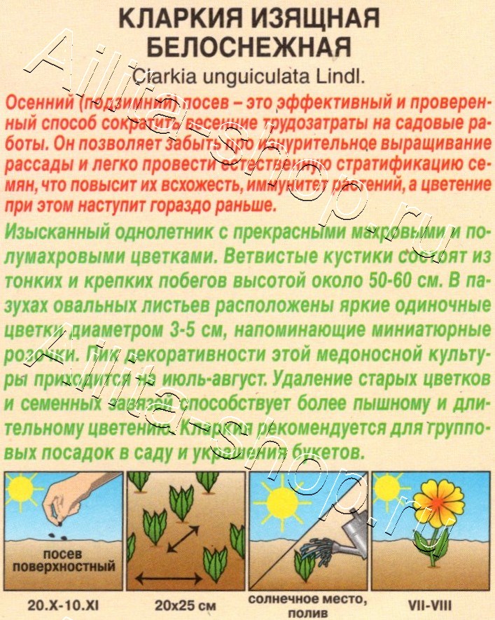 Кларкия изящная Белоснежная 0,1г