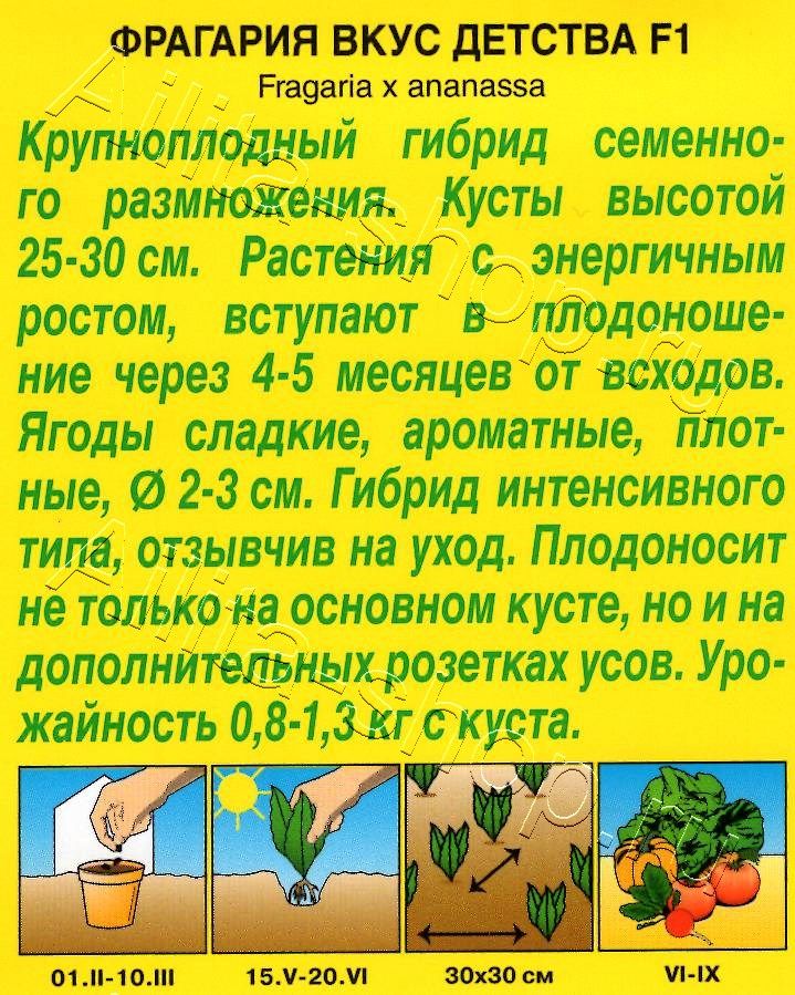 Земляника ремонтантная крупноплодная Вкус детства F1 7шт