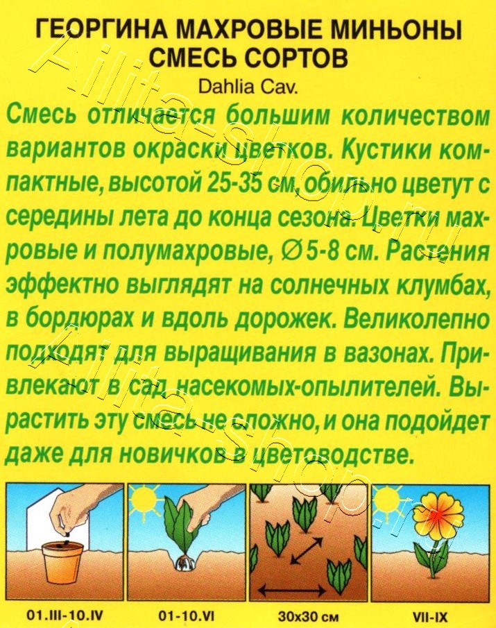 Георгина Махровые миньоны, смесь сортов 7шт