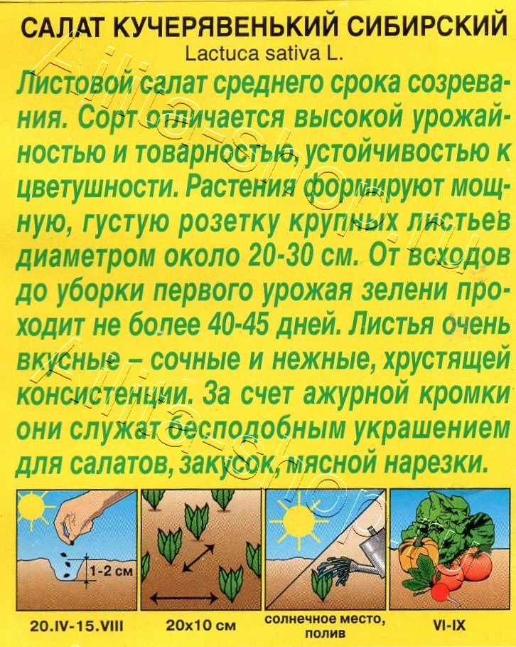 Салат Кучерявенький сибирский 0,5г