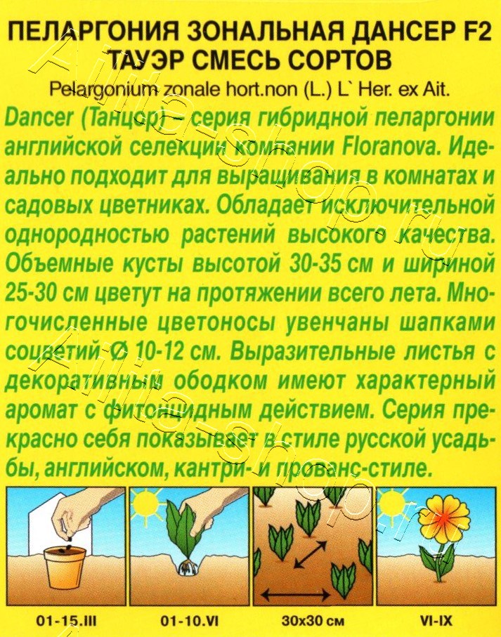 Пеларгония Дансер F2 Тауэр, смесь окрасок 5шт