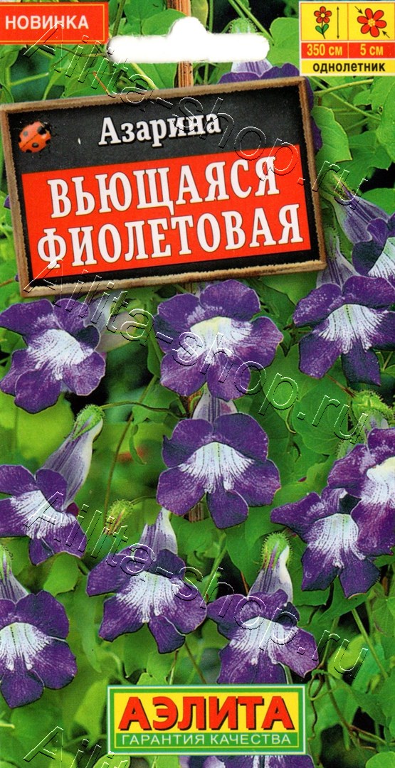 Азарина вьющаяся Фиолетовая 5шт