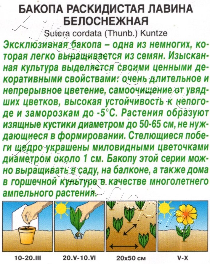 Бакопа раскидистая Лавина белоснежная 3шт