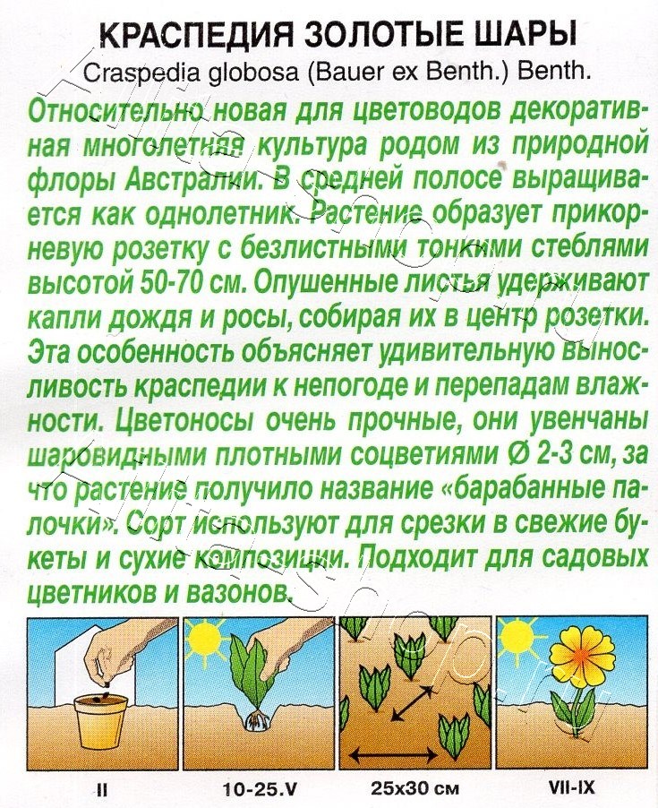 Краспедия Золотые шары 0,05г