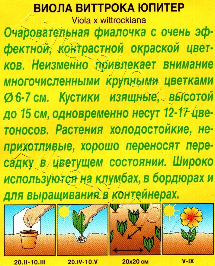 Виола Юпитер 20шт