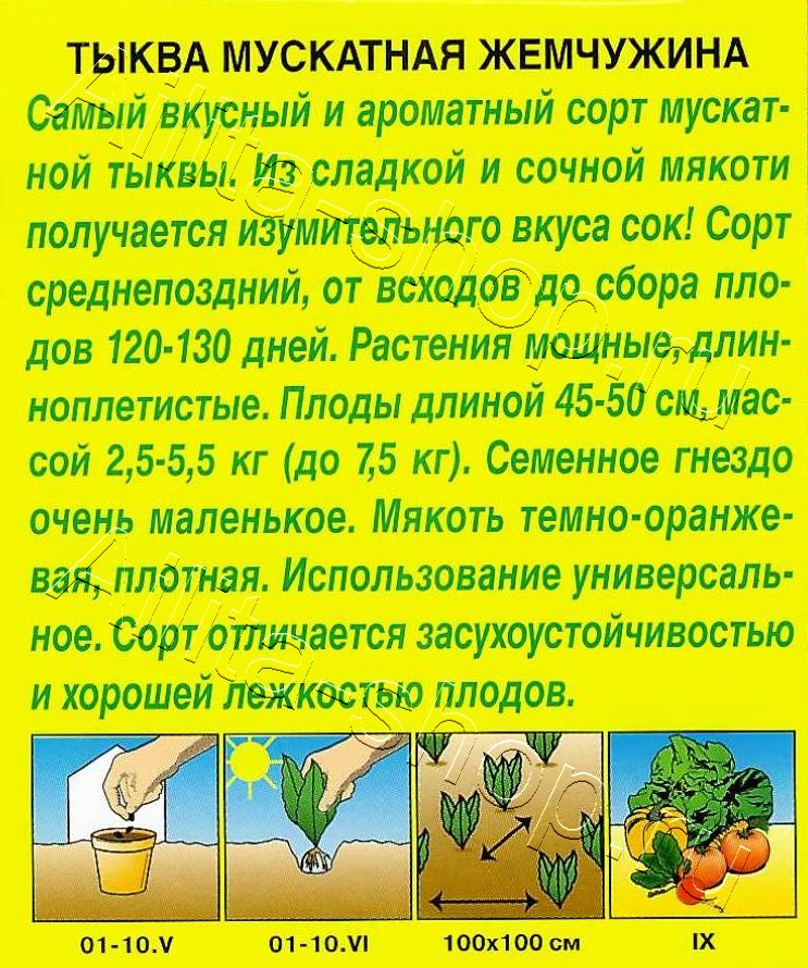 Тыква мускатная Жемчужина 1г